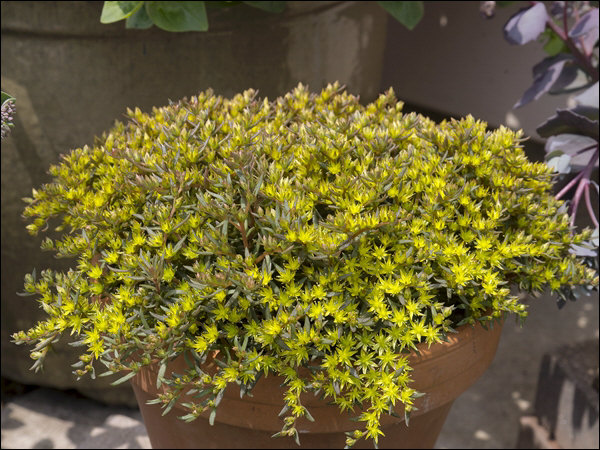 The chocolate/ bronze colored foliage is covered with the tiny, pale yellow flowers.